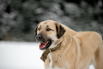 Beautiful dog in nature in winter