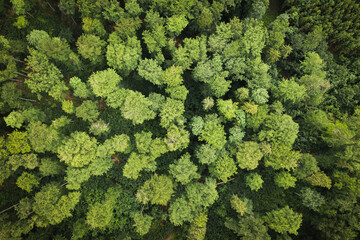 Changing forest ecosystem treetops from the sky woods forestry protection preservation manage and cultivate sustainability climate - obrazy, fototapety, plakaty