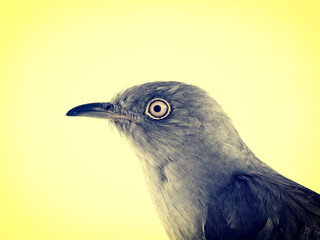 cuckoo portrait on yellow background in retro style