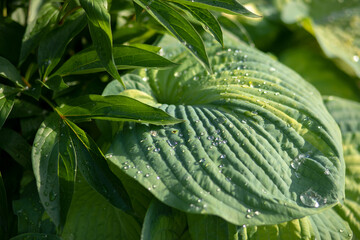 hosta with drops