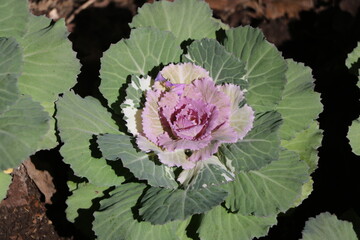 Close up of vegetable look like a flower in the garden with sunlight