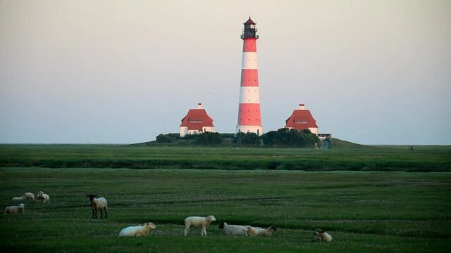 Schafe am Leuchtturm Westerheversand 