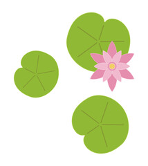 lily pad leaf flower - 443397126