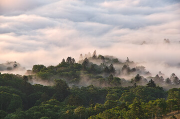 早朝に上から見下ろす幻想的な雲と森。