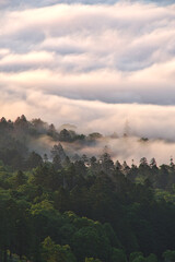 早朝に上から見下ろす幻想的な雲と森。