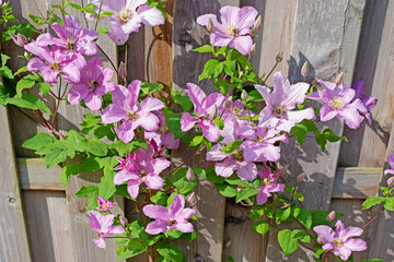 Violett blühende Waldrebe, Clematis, an einer Holzwand