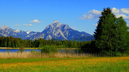 malerische Natur am Hopfensee im Allgäu mit Wiese und gelben Blumen, Schilf und Bäumen vor...
