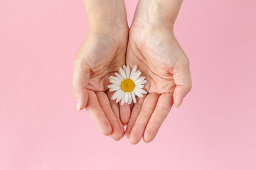 Chamomile in hands on a pink background.