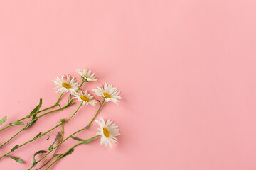 Fototapeta na wymiar Header with white chamomile flower on a pink background. Spring tenderness composition with copy space