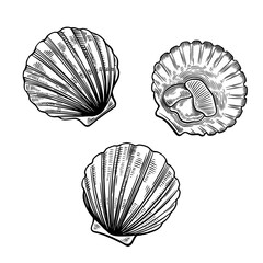 Scallops in simple line art vintage style isolated on white background. Sea food illustration.