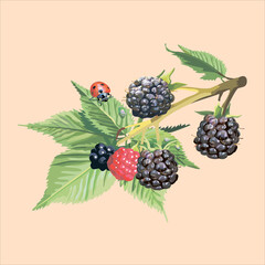 Edible berries and fruits.Vector