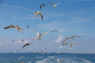 Stop motion of birds flying in the air with blue sky, Selective focus of a group white and grey...