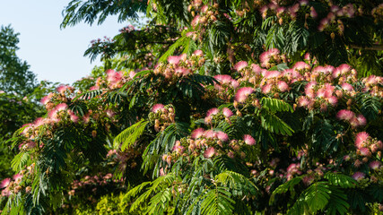 Pink fluffy flowers of Persian silk tree (Albizia julibrissin) on blurred green background ....