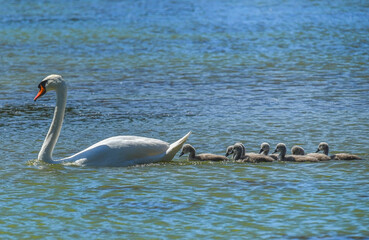 Swan family in the lake