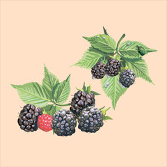 Edible berries and fruits.Vector
