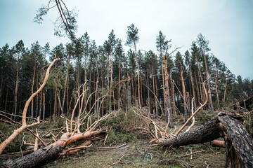Tornado storm damage. Fallen pine trees in forest after storm. Uprooted trees fallen down in woodland due to wind storms
