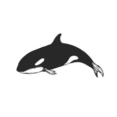 Logo of killer whale, flat orca for poster or icon