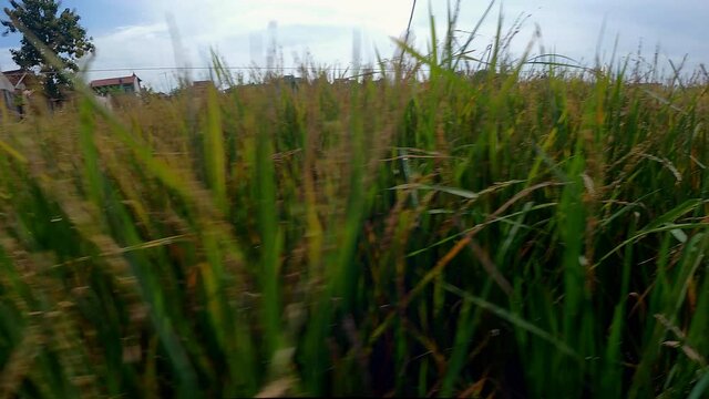 Close up low angle perspective footage view of mature green rice plant ready for harvest