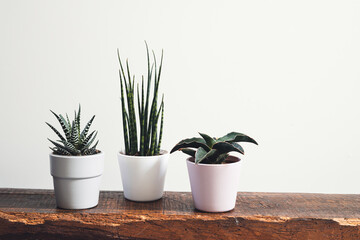 Home plants - sansevieria fernwood, sansevieria francisii and haworthia in pots on a wooden shelf on a white background, minimalistic botany home decor