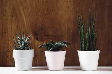 Indoors plants - sansevieria fernwood, sansevieria francisii and haworthia in pots against wooden background, connecting with nature and home gardening concept
