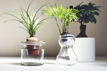 Indoor plants - beaucarnea recurvata, chamaedorea in glass jars and ficus ginseng on white table, home gardening concept