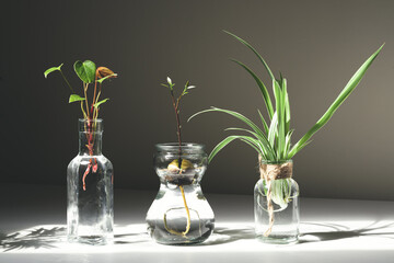 Home gardening - anthurium, chlorophytum and avocado sprouts in glass jars with water, home gardening concept