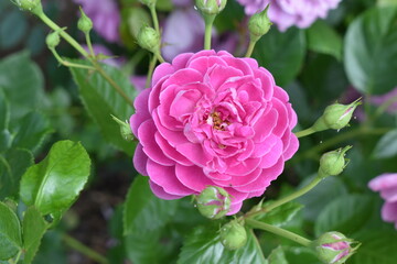 The beautiful magenta pink rose with the pleasant air in Sapporo Japan