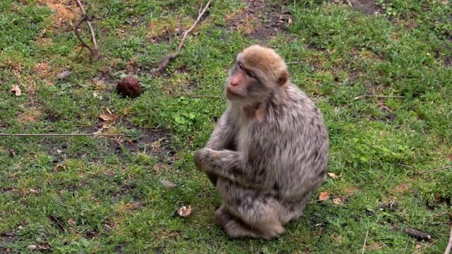 A funny monkey sits on the grass and chews