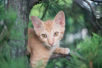 Naklejka na ściany i meble kitten on tree , kitten on pine