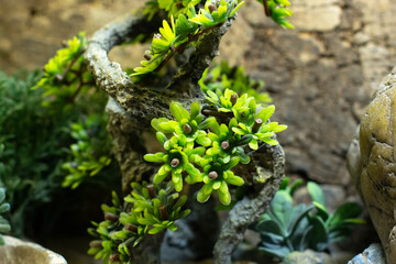 Stone and plants in a terrarium for lizards.