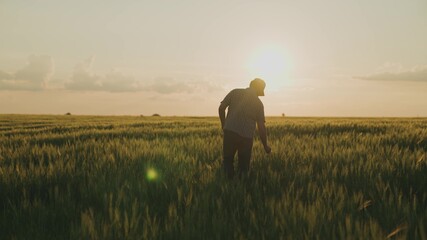 a farmer walks across a field holding a tablet in his hand at sunset in the sky, an agronomist works in a field, a worker walks through a green ranch, crops have risen, harvest season