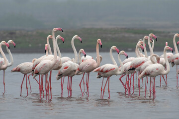 Group of greater flamingoes, Phoenicopterus roseus, India