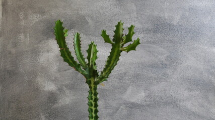 Green cactus on gray background.