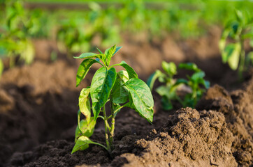 Young freshly planted sweet pepper seedlings in a farm field. Growing vegetables outdoors on open ground Agroindustry. Plant care and cultivation. Farming, agriculture landscape.