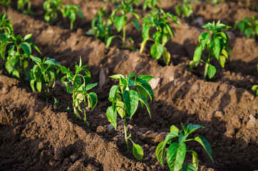 Rows of young freshly planted sweet pepper seedlings in a farm field. Growing vegetables outdoors on open ground. Agroindustry. Plant care and cultivation. Farming, agriculture landscape.