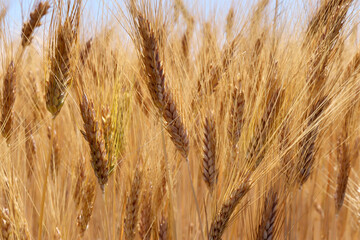 Ripe wheat grains. Harvest time.