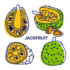 Jackfruit set of lines and spots. Icon collection of whole and sliced exotic fruit. Vector illustration for design, menu, restaurant.