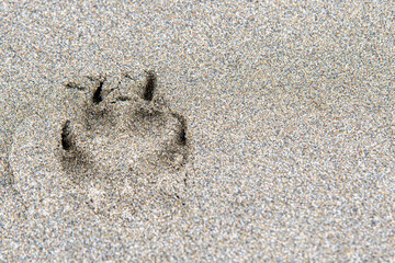 A single dog, wolf, or coyote paw print in smooth sand. Well defined, but shallow depth of field.