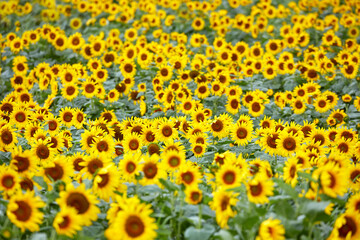 넓은 농장에 만개한 아름다운 해바라기 꽃, 