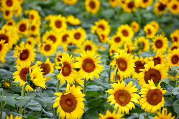 Obraz premium 넓은 농장에 만개한 아름다운 해바라기 꽃, 