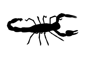 Scorpion silhouette isolated on white background. Vector illustration