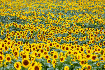 넓은 농장에 만개한 아름다운 해바라기 꽃, 