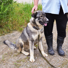 A large gray dog sits at the feet of the owner