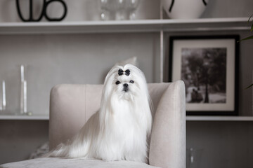 A white Maltese dog in a beautiful interior. Gorgeous grooming. - obrazy, fototapety, plakaty