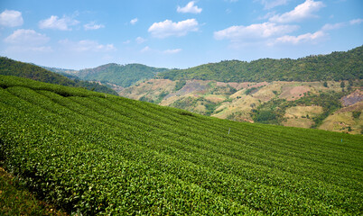 Fototapeta na wymiar Tea plantations on the slopes of the mountains at Doi Mae Salong. Chiang Rai Province. Thailand. Thai highlands