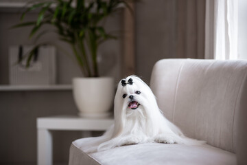 A white Maltese dog in a beautiful interior. Gorgeous grooming.