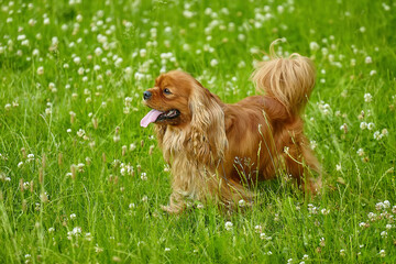 brown cocker spaniel in summer in the green grass