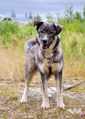A large gray dog stands in full growth
