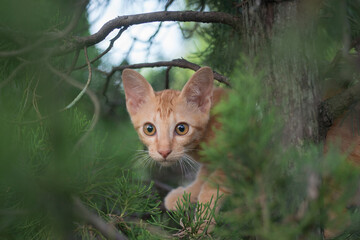 kitten on a tree, cat cute