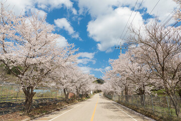 Fototapeta premium 춘천 부귀리의 봄